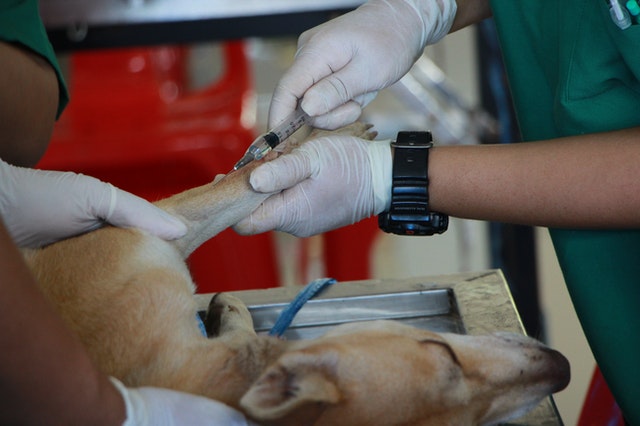 Cosa dovrebbe sapere un assistente veterinario?